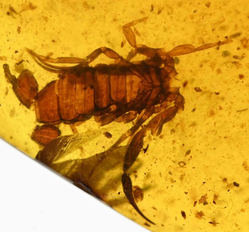 Rare large scorpion fossil - rare,