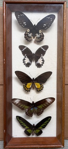 Vintage framed tropical - vintage,