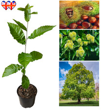 Sweet chestnut tree (Castanea