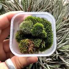 Live Moss For Terrariums • Mixed Moss Selection • Micro Bonsai Moss • Mood Moss