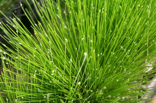 Pond water aquatic plant live - aquatic,