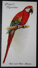 SCARLET MACAW   Vintage 1930's Illustrated Card   EE15M