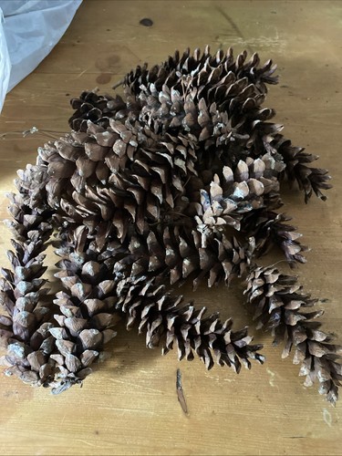 Long decorative pine cones - long,