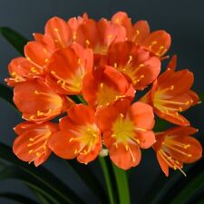 T&M Tropical Clivia Miniata