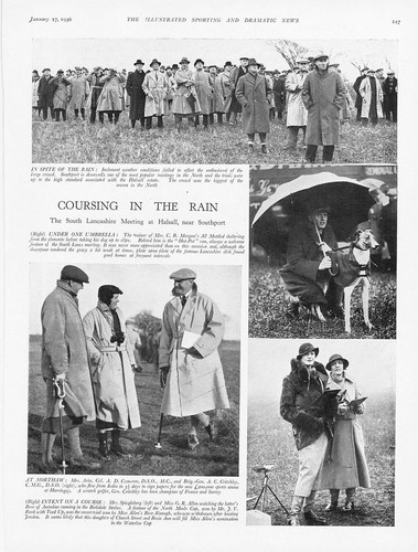 Coursing greyhounds south - coursing, in