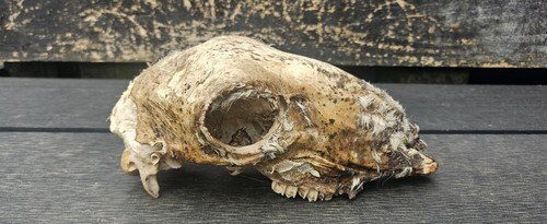 Amazing sheep skull taxidermy - amazing,