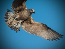 Powerful NIKON DSLR Fit 420