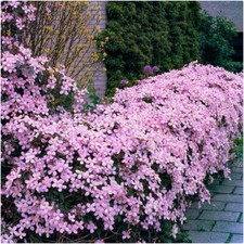 Clematis Montana Pink 'Rubens'