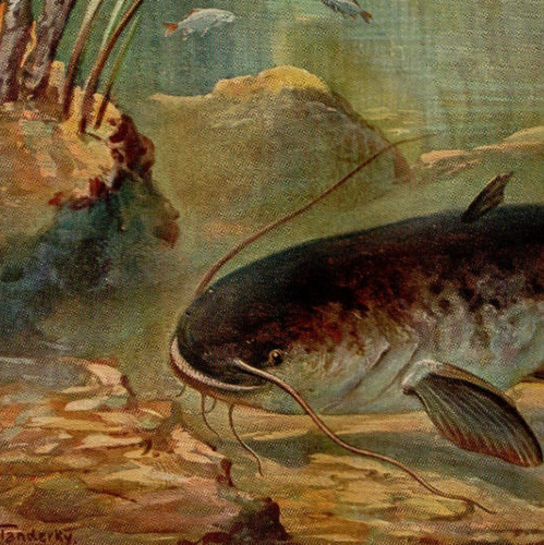 Wels catfish freshwater - wels,