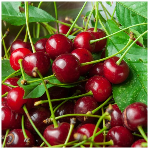 Dwarf patio morello cherry - dwarf,