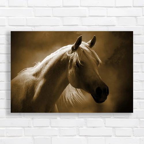 Arabian horse portrait - horse,