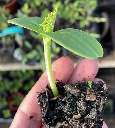 Marketmore cucumber plug - 2,