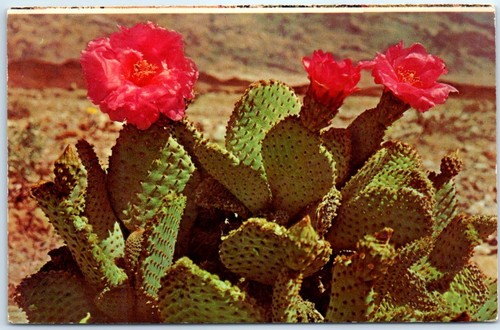 Postcard magenta beaver tail - postcard,