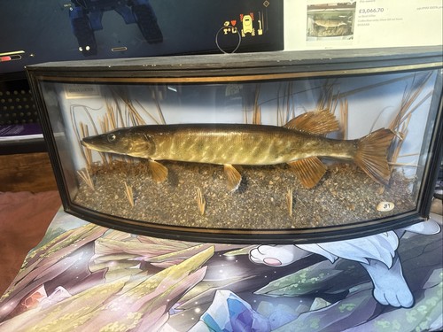 Taxidermy fish jack pike - pike, in
