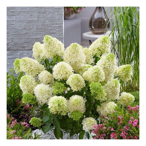 Hydrangea paniculata skyfall - paniculata,