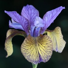 Siberian iris van gogh - iris,