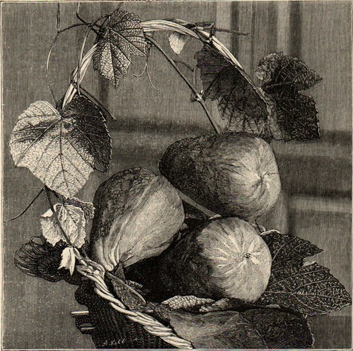 Basket pears 1894 - basket,