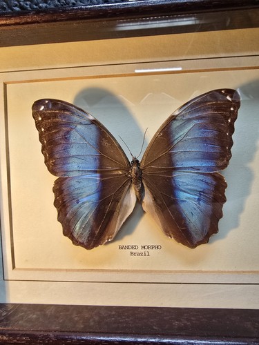 Framed banded morpho - morpho, brazil