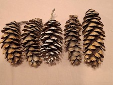 Large Long Pine Cones