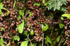 Henna Seeds - Lawsonia Inermis - mehndi - Dye Plant - Henna Tattoo, 150 to 1000