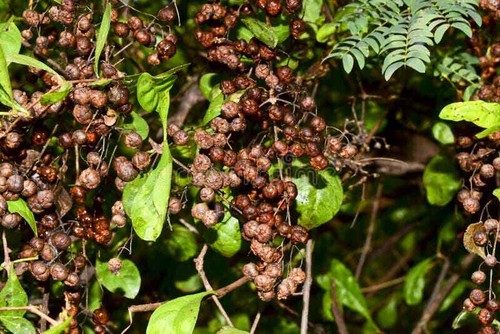 Henna seeds lawsonia inermis - -,
