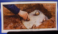 1938 W.D. & H.O. Wills Garden