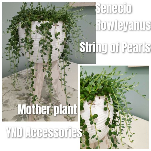 Senecio rowleyanus string - 3,