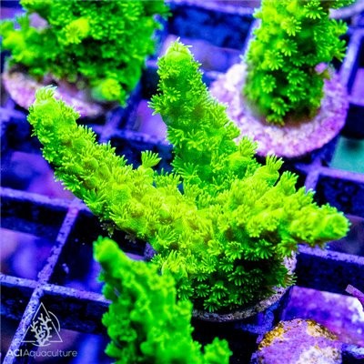 Aci cultured jake adams toxic - aci,