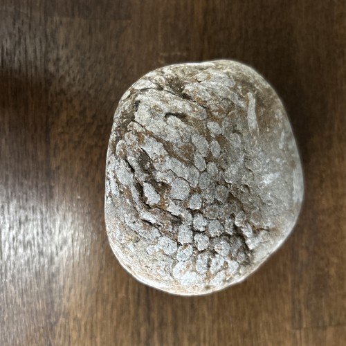 Fossilised coral cobble - fossilised,