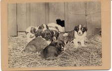 1895-1905 Cabinet Card BORDER