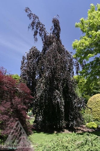 Fagus sylvatica purple - fagus,