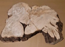 Old hornbeam burr burl - burr,