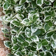 Euonymus Hardy Shrub Garden