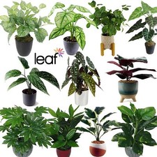 Artificial Plants Realistic