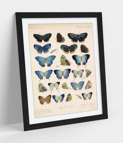 Blue papillion butterfly - blue,
