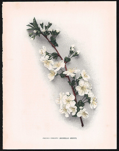 1915 original antique cherry - 1915,