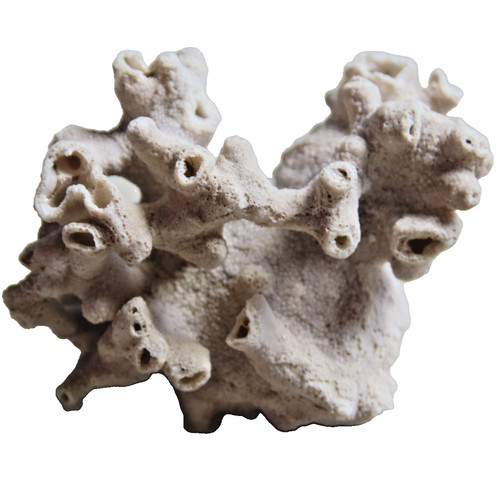 Valid acropora coral - coral, skeleton