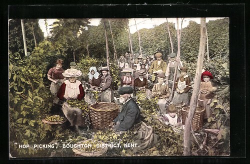 Kent boughton district hop - kent,,