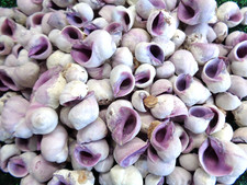Sea shells emperor - x, purple