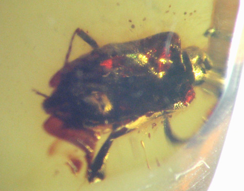 Cretaceous amber fossil - amber, w/