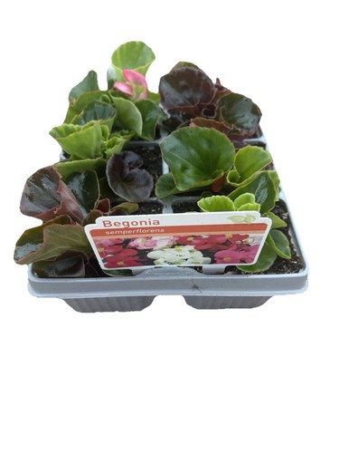 Begonia mixed bedding plants - begonia,