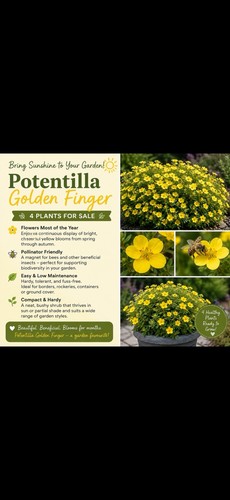 Potentilla golden - x,