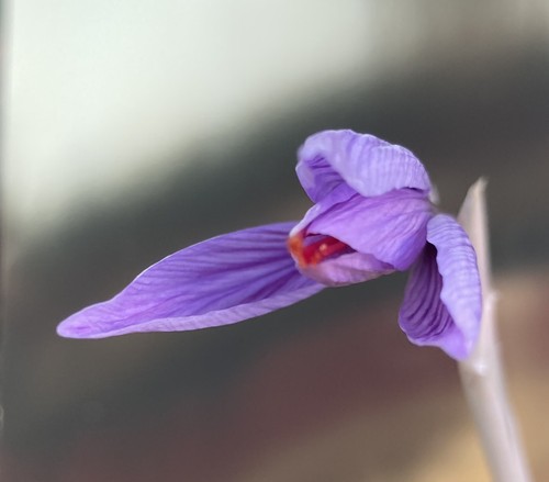 Saffron crocus - saffron, (crocus