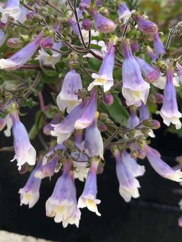 Penstemon hirsutus var - penstemon,