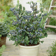 Fruit Plants Blueberry Collection 3 Varieties, Edible Berries, 3 x 9cm Pots