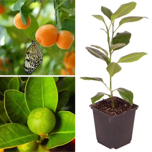 Citrus orange calamondin - citrus,