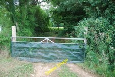 Photo 6x4 Pheasant rearing