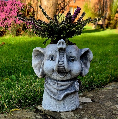 Garden ornament plant - plant, pot