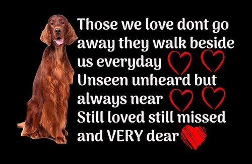 Irish red setter poem - irish,