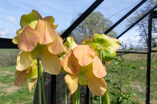 Live sarracenia division - sarracenia,